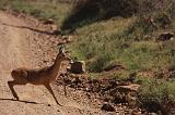 TANZANIA - Serengeti National Park - Gazzella di Reedbuck - 1
